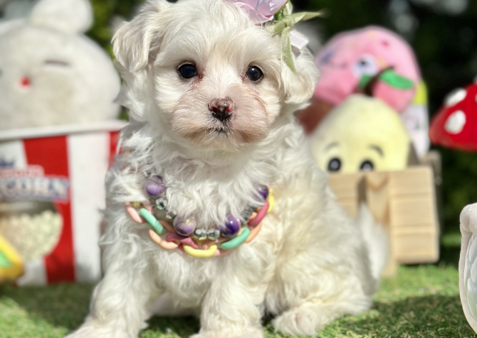 Maltese Terrier Kar Beyaz Pamuk Yavrularımız